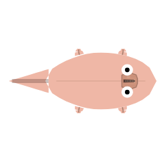 Appendage Length: Even Short