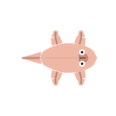 Appendage Surface: All Legs
