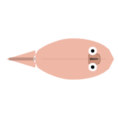 Eyes: Mid