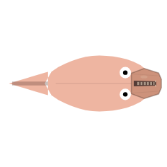 Jaw Position and Length: Intermediate