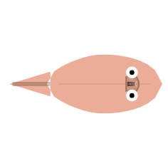 Jaw Position and Length: Recessed Grazer