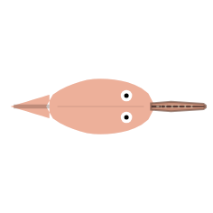 Mouth Width + Jaw Length: Narrow + Long