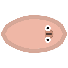 Shell Strength: Weak