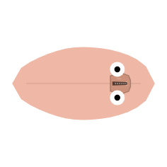 Shell Width: None