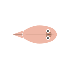 Tail Length: Short